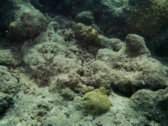 Cymbacephalus beauforti