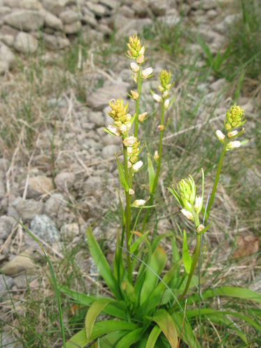 Aletris foliata