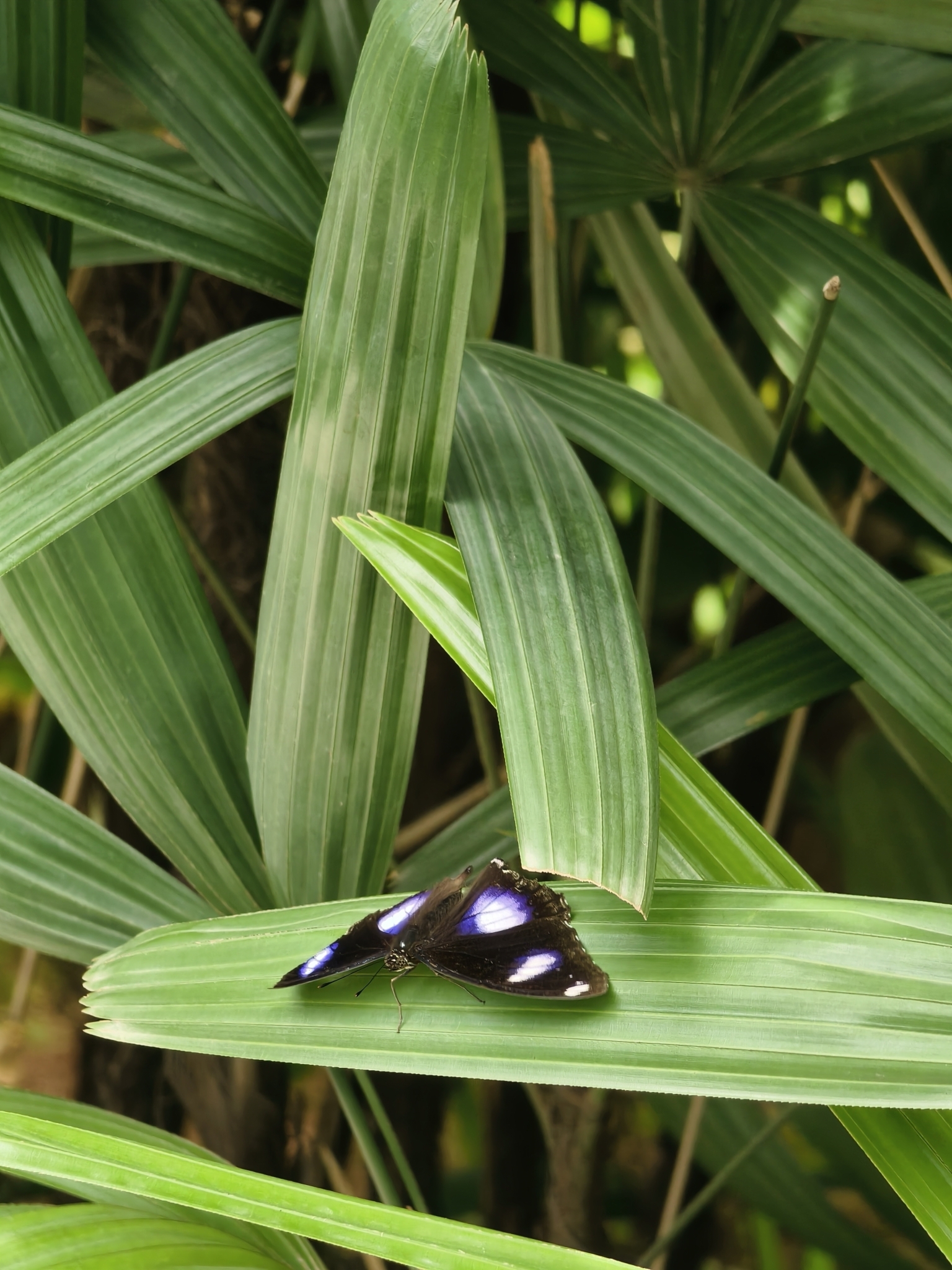 Great Eggfly
