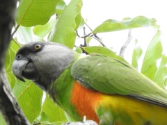 Poicephalus senegalus