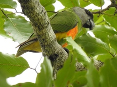 Poicephalus senegalus