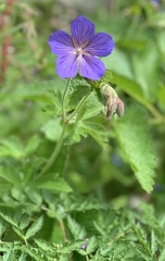 Geranium wallichianum