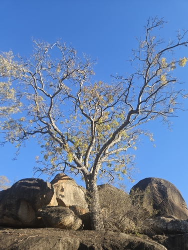 Caprivi Wooden-Banana (Entandrophragma caudatum)