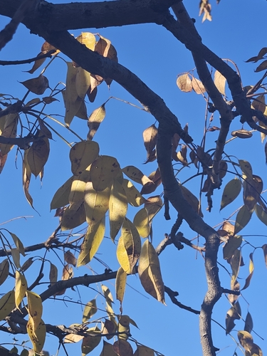 Entandrophragma caudatum, photograph 3
