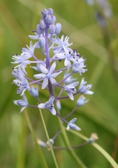Scilla litardierei
