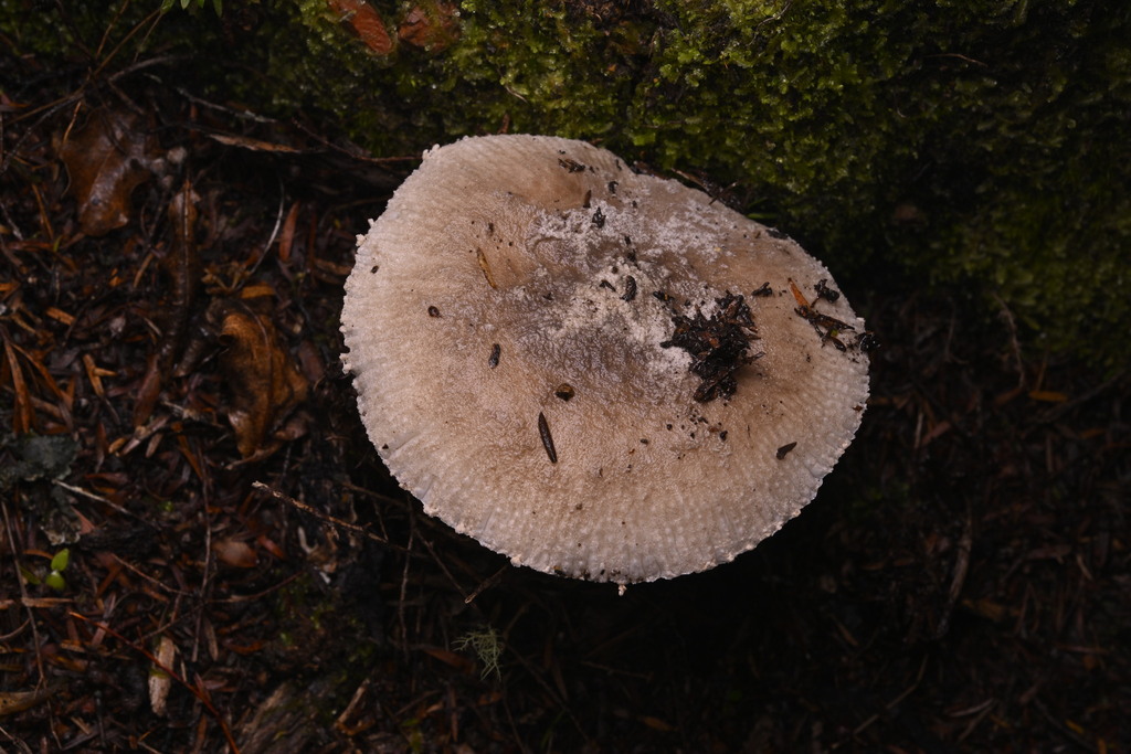 Amanita nehuta · June 2025 · photo: © invertebratist (iNaturalist, cc-by-nc)
