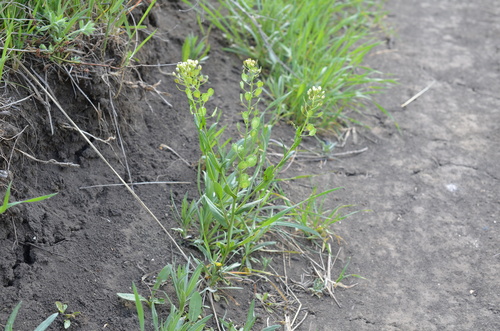 field penny-cress