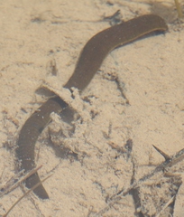 Haemopis sanguisuga
