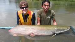 Arapaima gigas