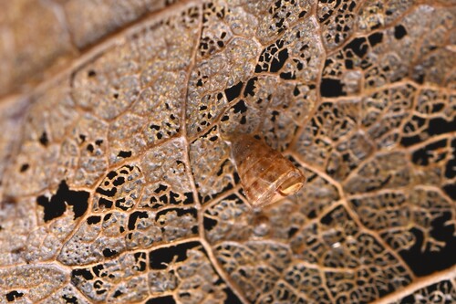 Laoma, 2025-06-06