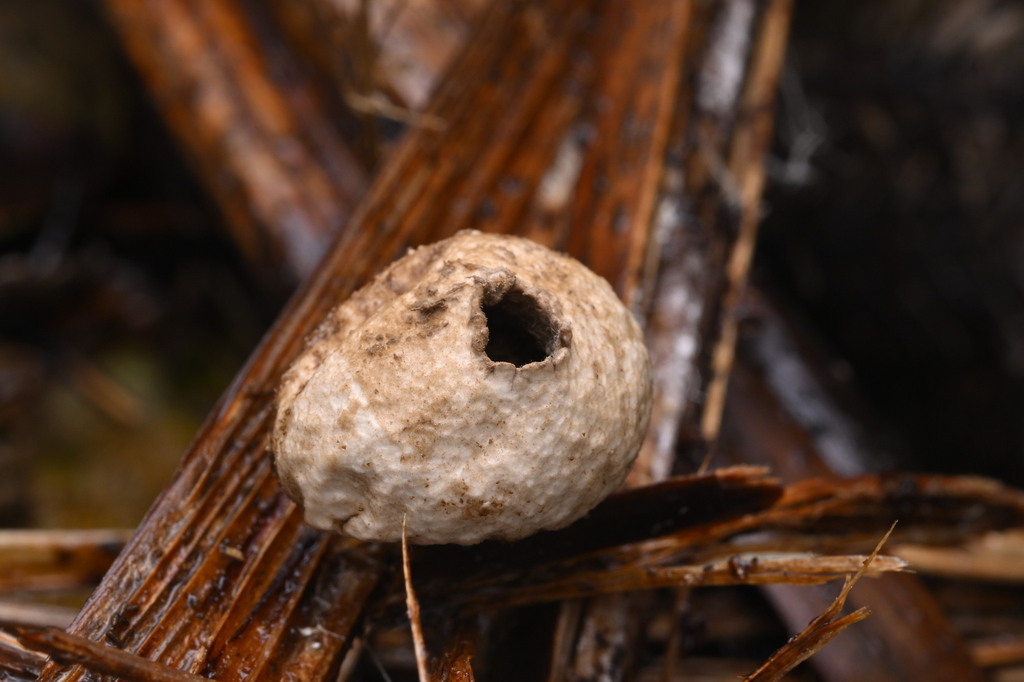 Lycoperdon compactum · June 2025 · photo: © invertebratist (iNaturalist, cc-by-nc)