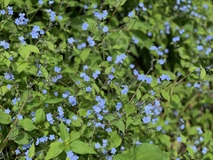 Hackelia uncinata