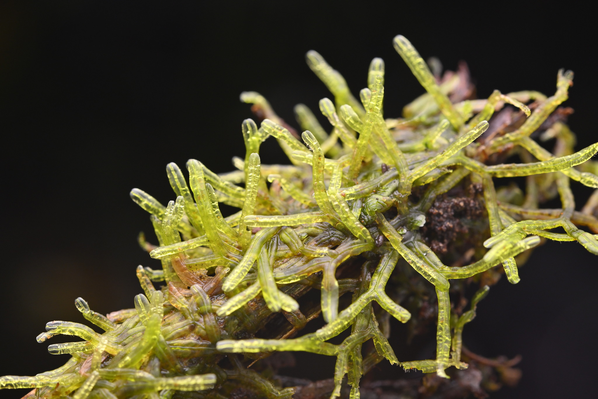 Metzgeria leptoneura