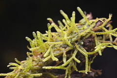Hooked Veilwort