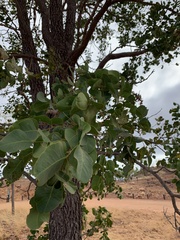 Erythrophleum chlorostachys
