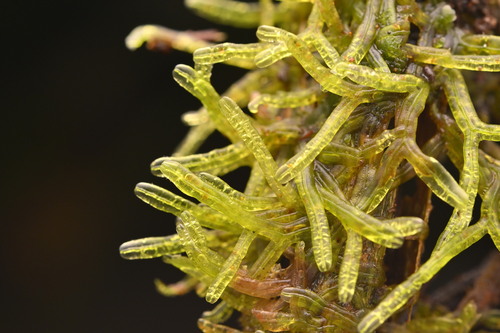 Metzgeria leptoneura