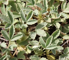 Potentilla cinerea