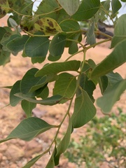 Erythrophleum chlorostachys