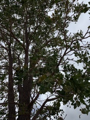Erythrophleum chlorostachys
