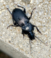 Pterostichus melas