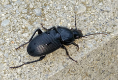 Pterostichus melas