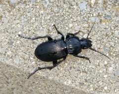 Pterostichus melas