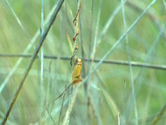 Chrysonoma tentatella