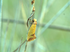 Chrysonoma tentatella