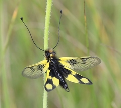 Libelloides macaronius
