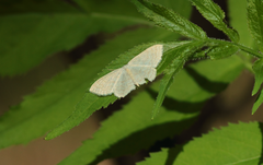 Scopula floslactata