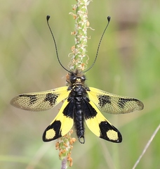 Libelloides macaronius