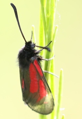 Zygaena purpuralis