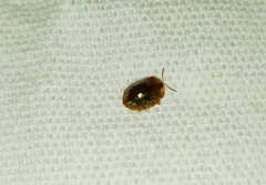 Agroiconota stupidula