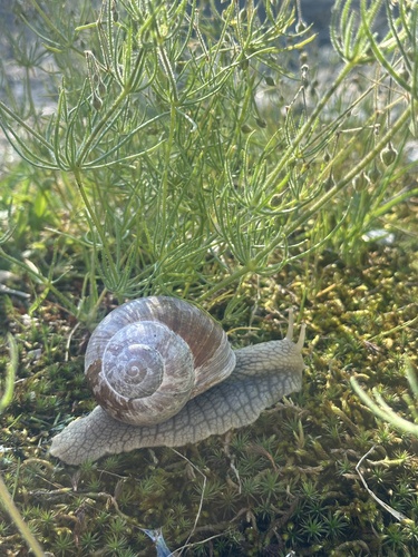 Helix pomatia