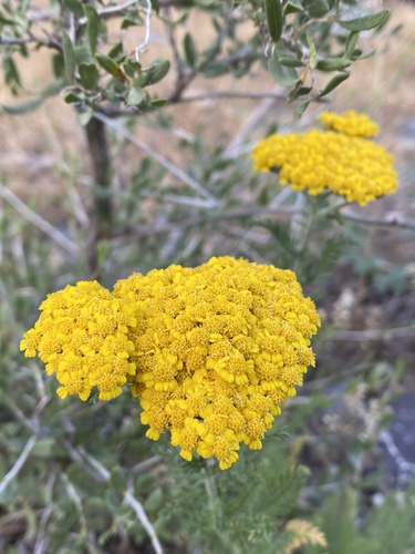 Arabian milfoil (Achillea arabica)