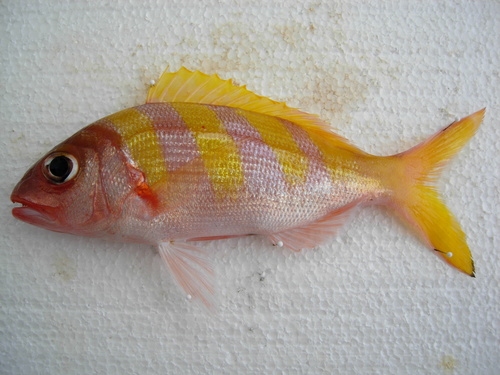 Banded flower snapper (Pristipomoides zonatus) — Lutjanidae