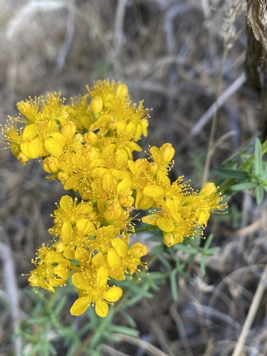 Kantaron (Hypericum scabrum)