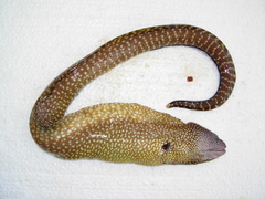 Elegant Moray photo 1