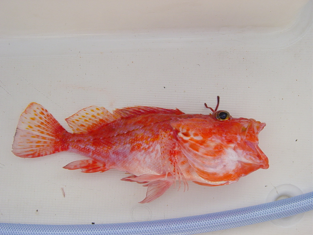 Tentacled scorpionfish (Pontinus tentacularis) — Scorpaenidae