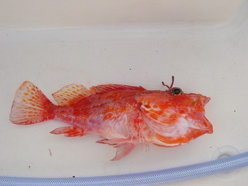 Tentacled scorpionfish (Pontinus tentacularis) — Scorpaenidae