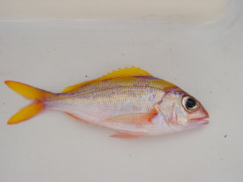 Pristipomoides argyrogrammicus observed 2007-08-23