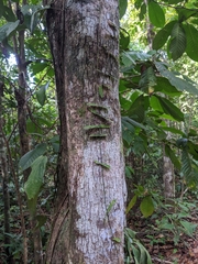 Adenia cordifolia