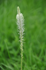 Plantago media