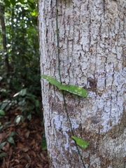 Adenia cordifolia