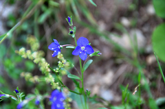 Veronica fruticans