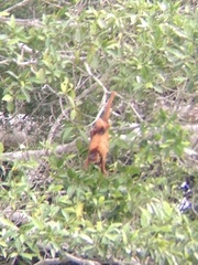 Alouatta sara
