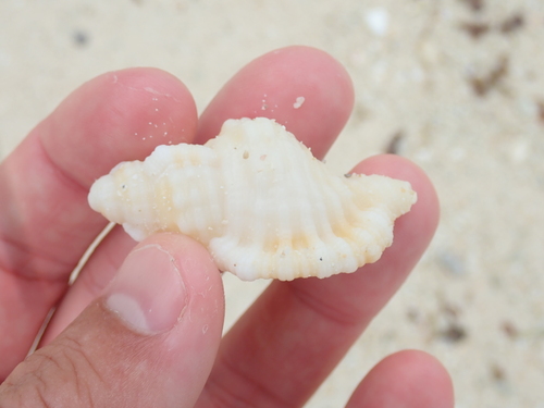 Monoplex aquatilis observed 2025-07-10