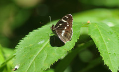 Limenitis helmanni