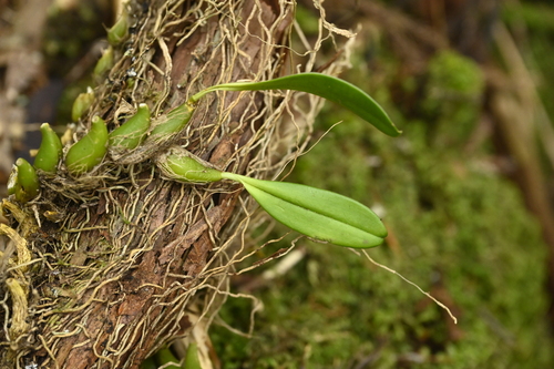 Bulbophyllum pectinatum, photograph 3