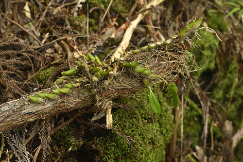 Bulbophyllum pectinatum, photograph 4